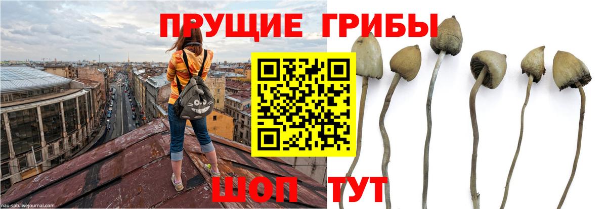 Псилоцибиновые грибы Cubensis Нальчик